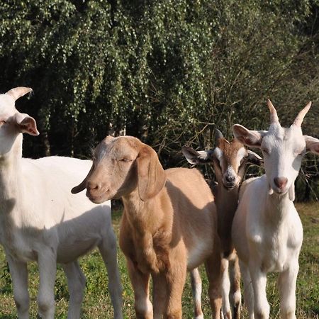 فندق Maringotka Na Samote Na Kozi Farme Pobezovice المظهر الخارجي الصورة