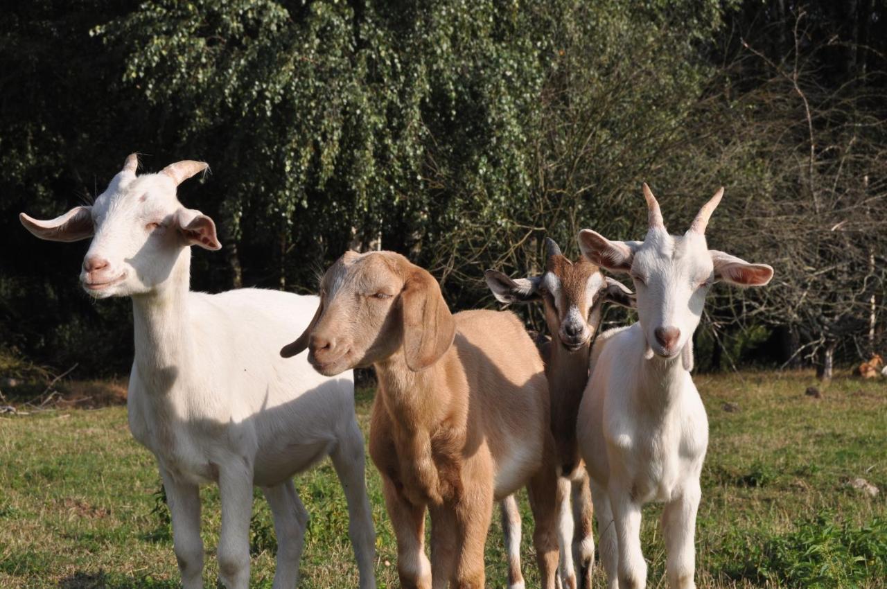 فندق Maringotka Na Samote Na Kozi Farme Pobezovice المظهر الخارجي الصورة